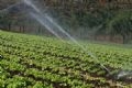 PLANTAÇAO DE CANA E IRRIGAÇÃO DE LAVOURA EM CAMPINAS - SP